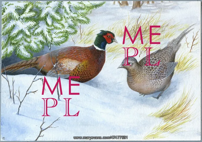  : Cock and Hen Pheasant in the snow