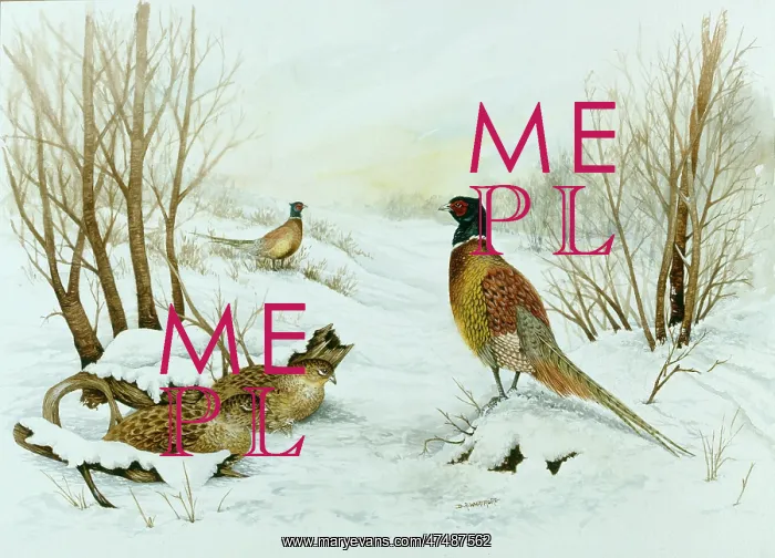  : Two Cock and two Hen Pheasants in the Snow