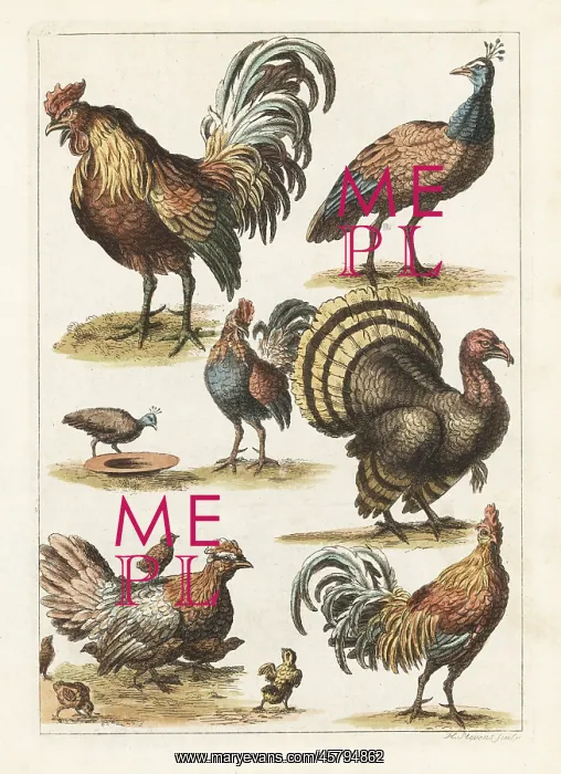 : Cock, hen, turkey, crested peahen, etc : Cock, hen, turkey, crested peahen, etc