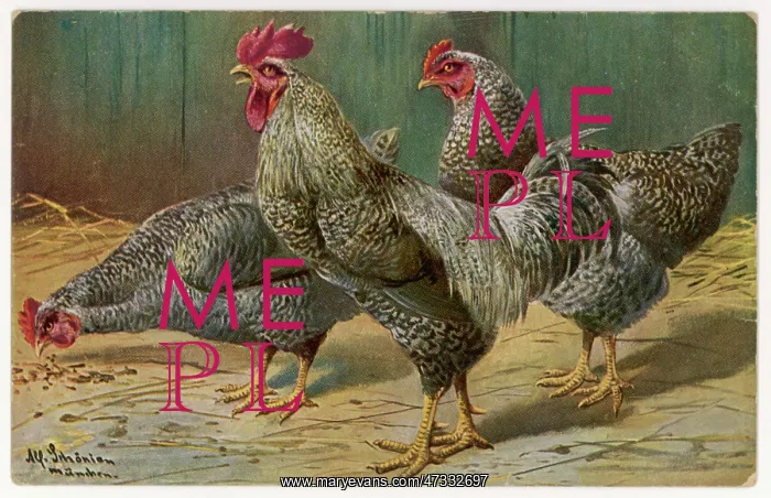 : COCK AND HENS : COCK AND HENS