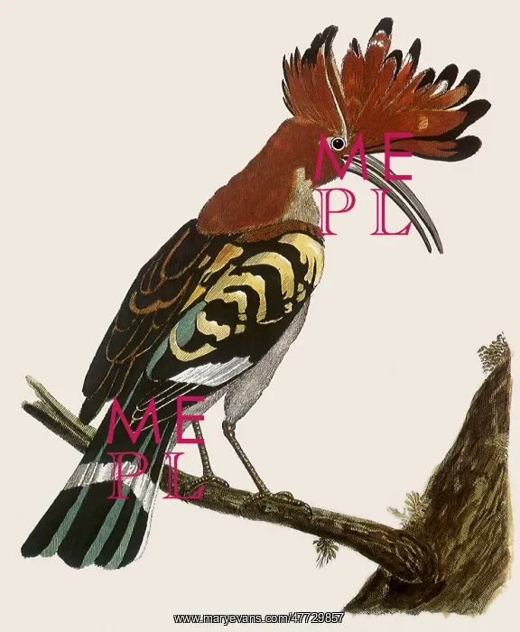  : The Cock Hoopoe