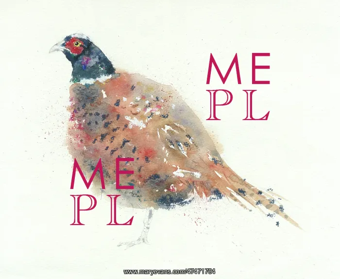 : Cock Pheasant
