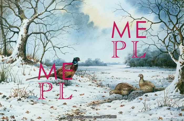 : Cock pheasant and two hen pheasants : Cock pheasant and two hen pheasants