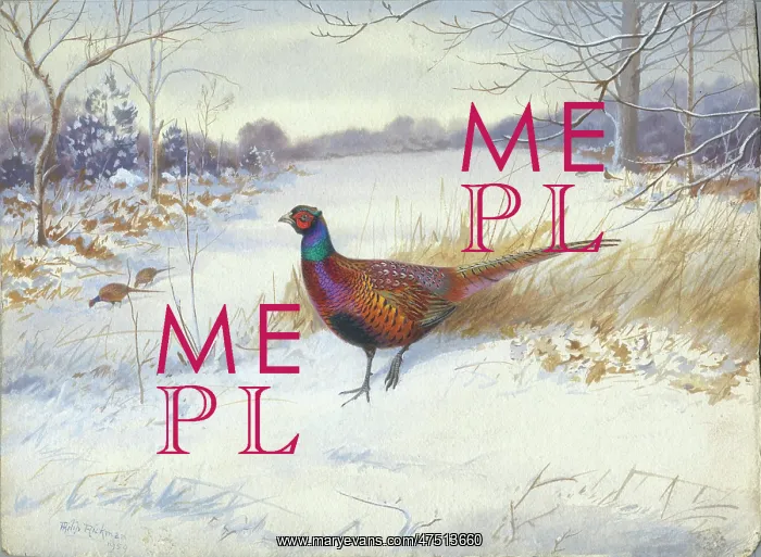 : Cock Pheasant in the snow : Cock Pheasant in the snow