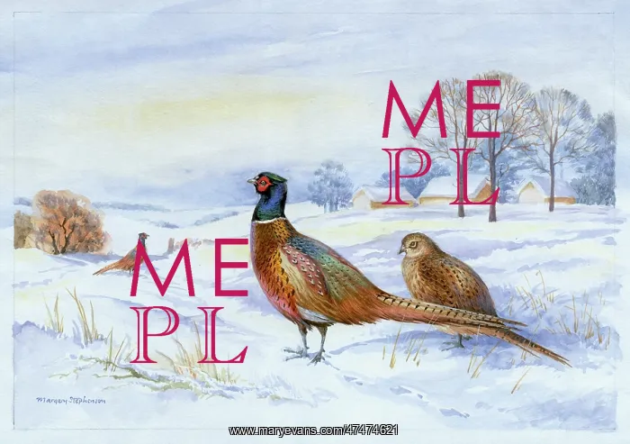  : Two Cock Pheasants and a Hen in Snow