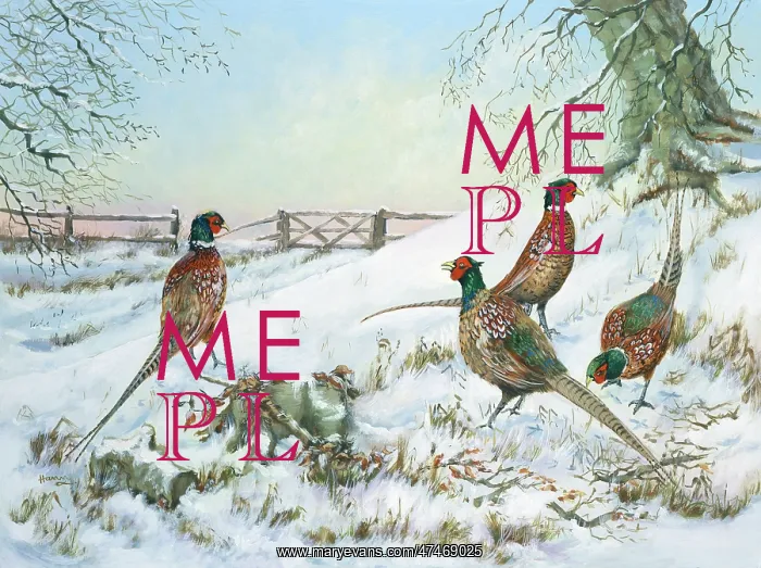 : Four Cock Pheasants in the Snow : Four Cock Pheasants in the Snow