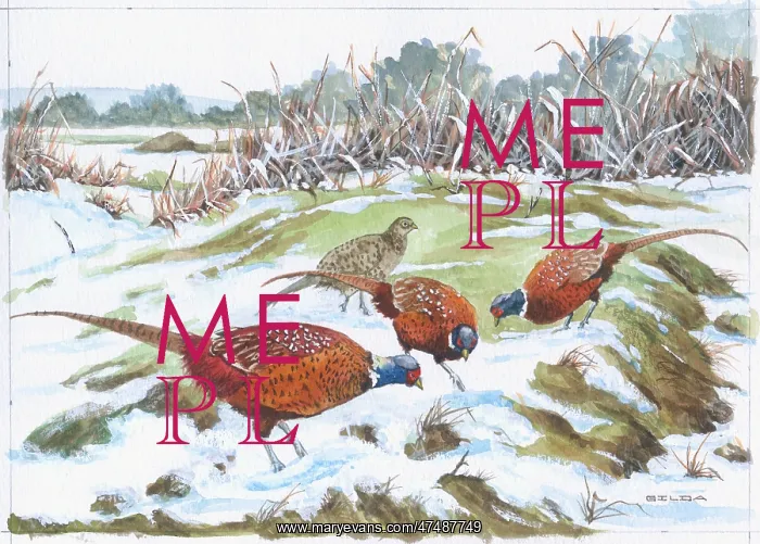 : Cock Pheasants on Snowy Marsh : Cock Pheasants on Snowy Marsh