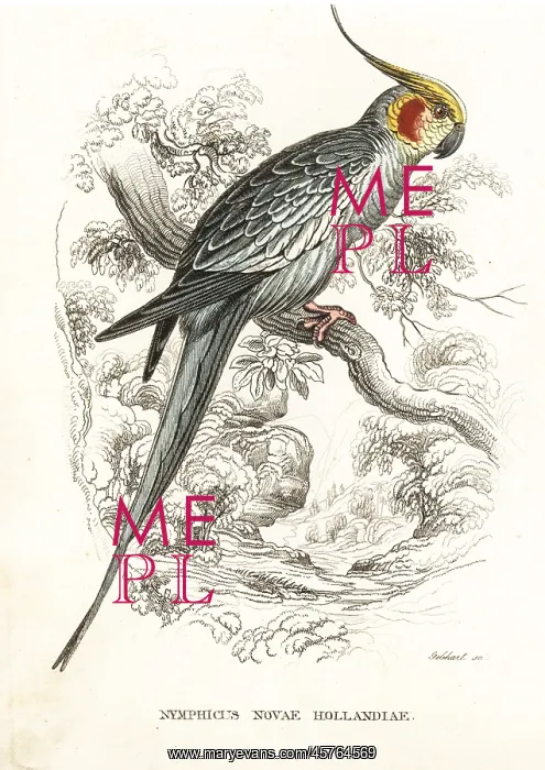 : Cockatiel, Nymphicus hollandicus : Cockatiel, Nymphicus hollandicus