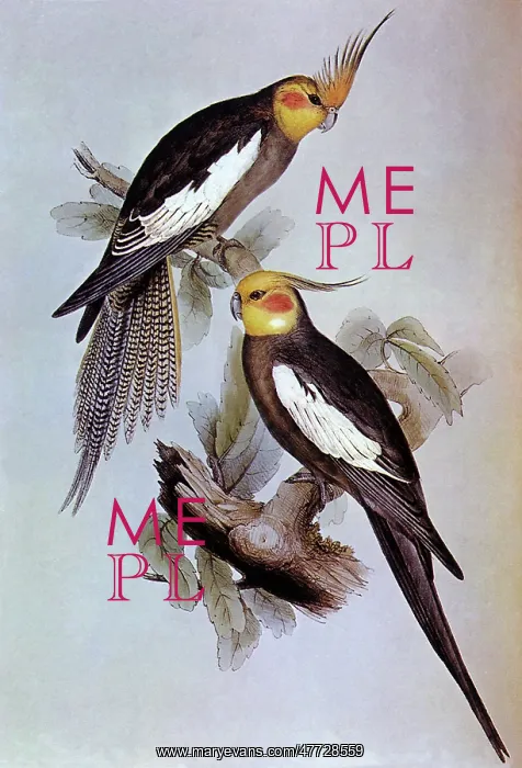  : Cockatiel, Nymphicus hollandicus