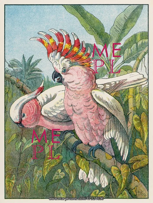  : COCKATOO (1910)