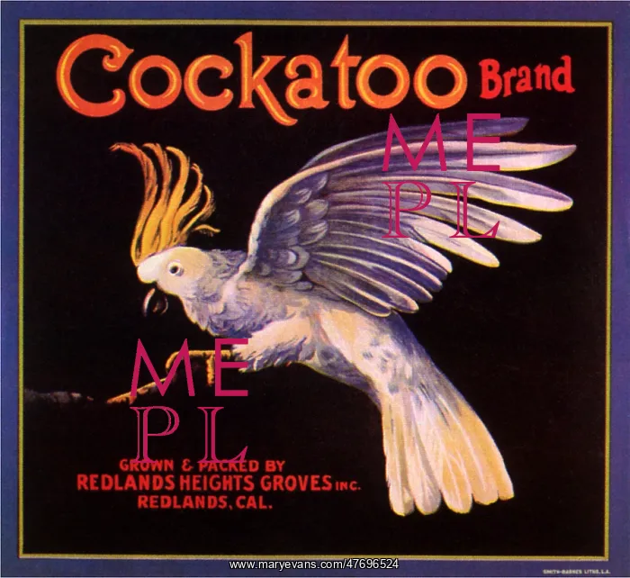  : Cockatoo on Branch