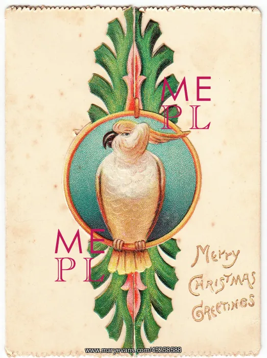 : Cockatoo on a Christmas card : Cockatoo on a Christmas card