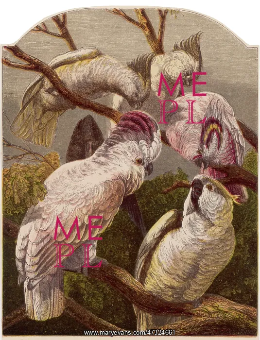 : COCKATOO (KRONHEIM) : COCKATOO (KRONHEIM)