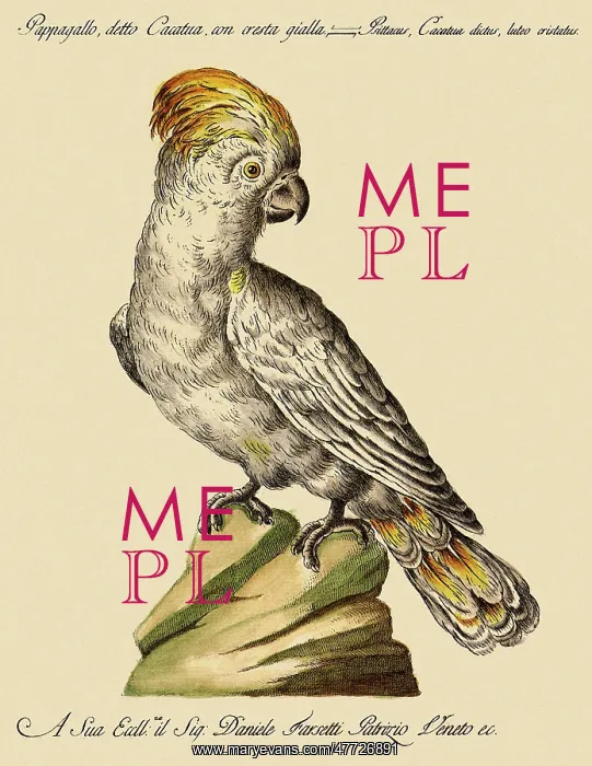  : Cockatoo with a Red Crest