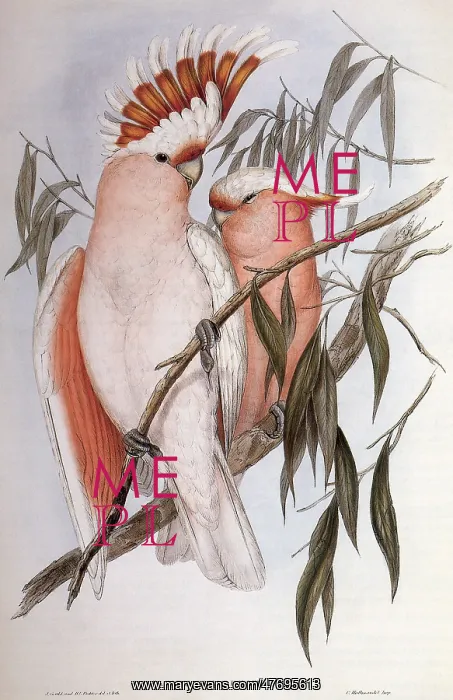  : Two Cockatoos