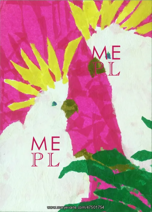 : Two Cockatoos with a pink background : Two Cockatoos with a pink background