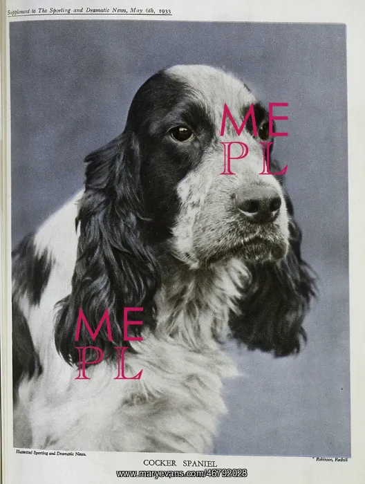 : Cocker Spaniel : Cocker Spaniel