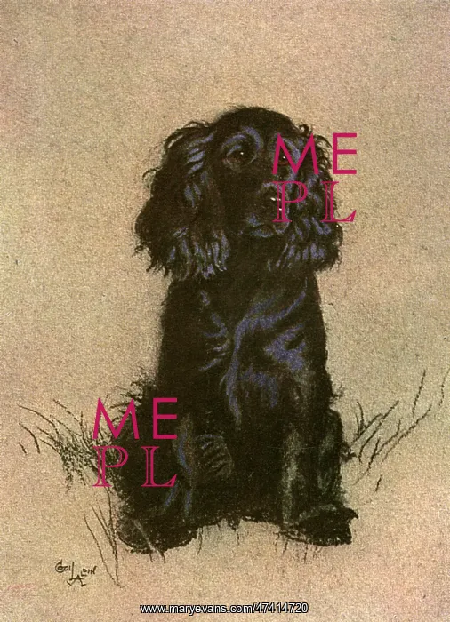  : Cocker Spaniel