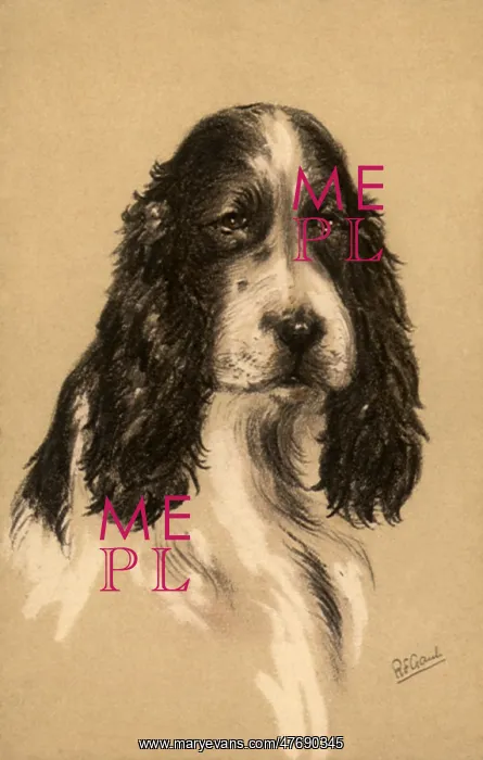  : Cocker Spaniel