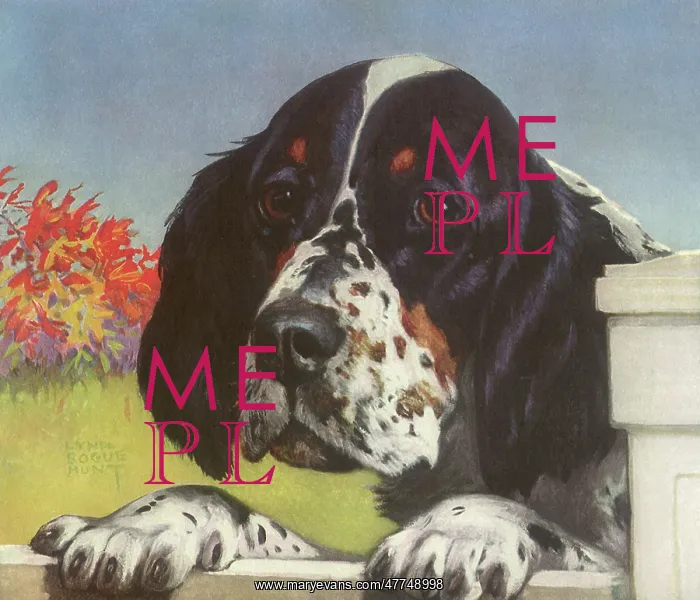 : Cocker Spaniel : Cocker Spaniel