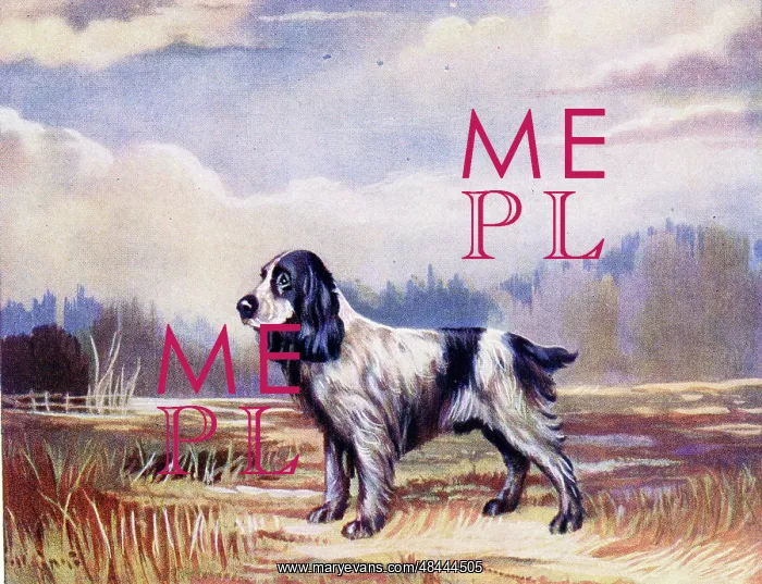  : Cocker Spaniel