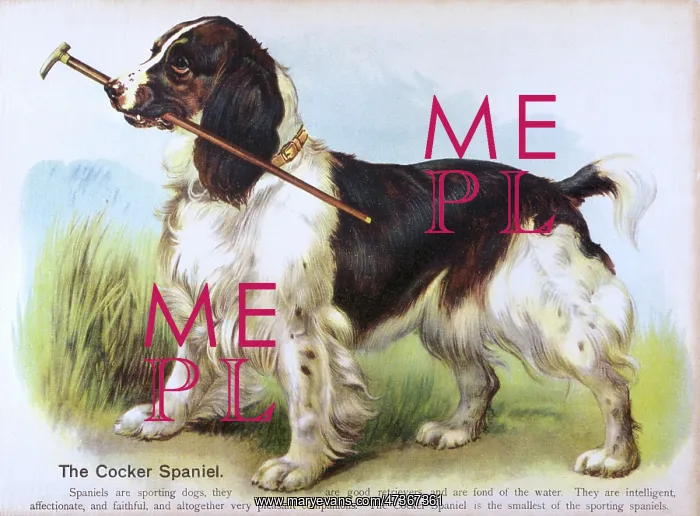  : COCKER SPANIEL (ANON)