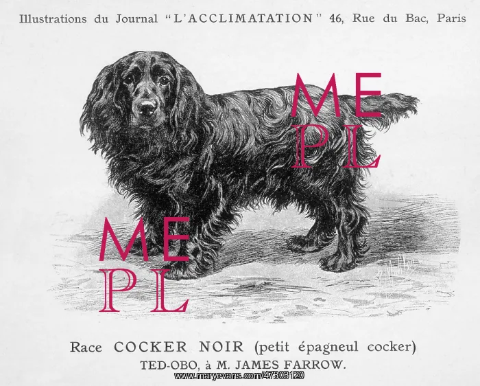 : Cocker Spaniel Dog : Cocker Spaniel Dog