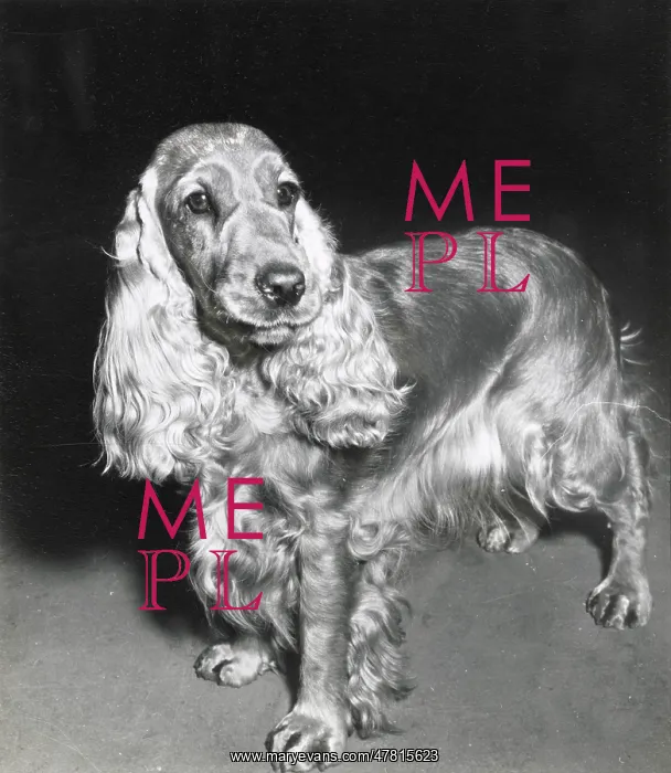  : Cocker spaniel dog