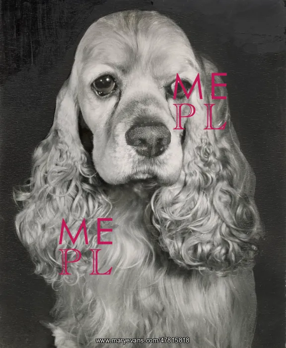  : Cocker spaniel dog
