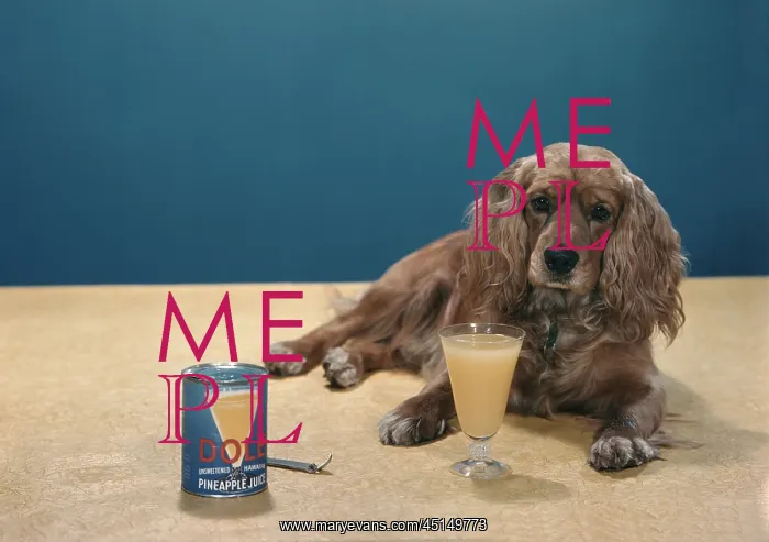 : Cocker Spaniel dog laying on backdrop with can of Dole juice : Cocker Spaniel dog laying on backdrop with can of Dole juice