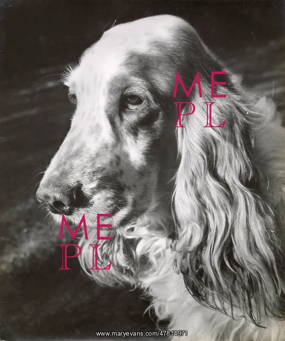  : Cocker spaniel dog in profile