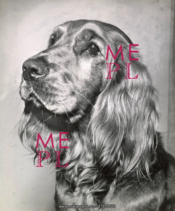  : Cocker spaniel dog in profile