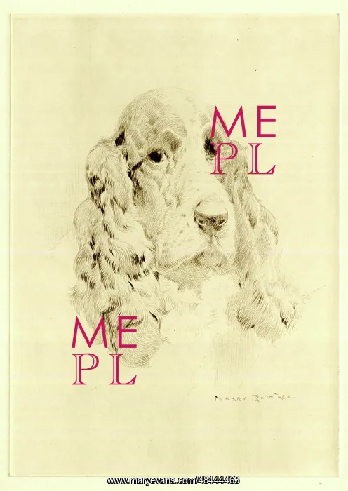 : Cocker Spaniel dog's head, by Harry Rountree : Cocker Spaniel dog's head, by Harry Rountree