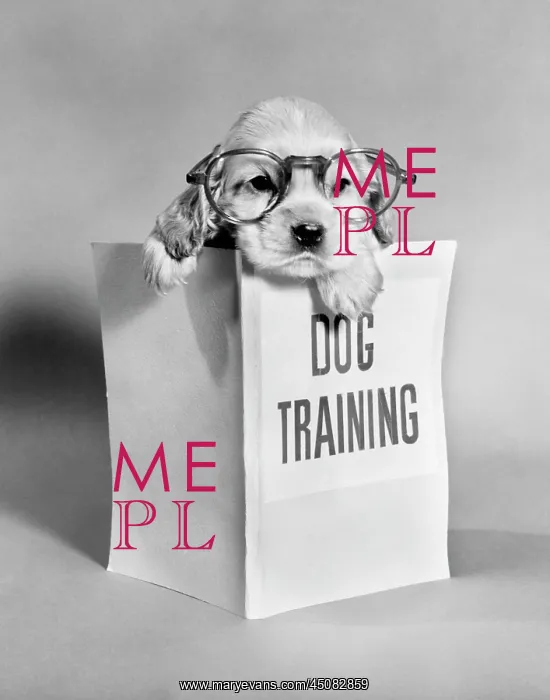 : Cocker Spaniel Puppy with Paws Over Dog Training Manual : Cocker Spaniel Puppy with Paws Over Dog Training Manual