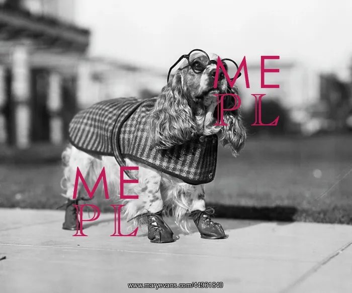 : Cocker Spaniel Wearing Glasses Checkered Cape and Leather : Cocker Spaniel Wearing Glasses Checkered Cape and Leather