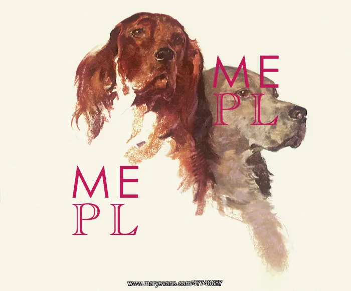  : Cocker Spaniels