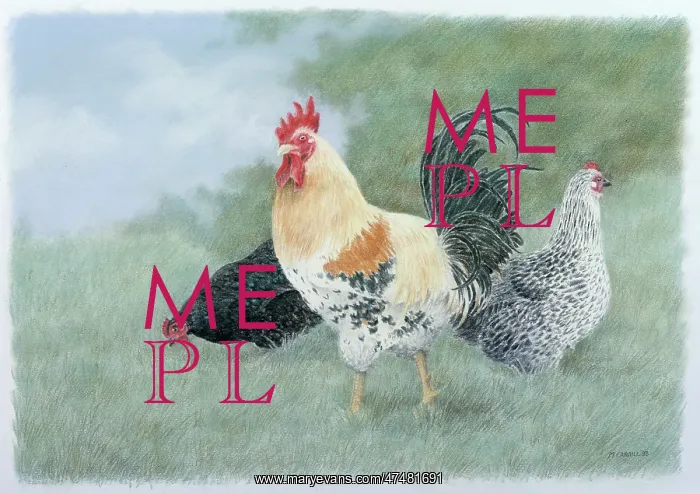 : Cockerel and Chickens : Cockerel and Chickens