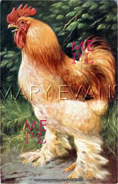  : COCKEREL (COCHIN ?)