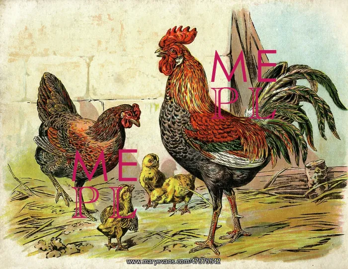 : Cockerel, hen and chicks in a farmyard : Cockerel, hen and chicks in a farmyard