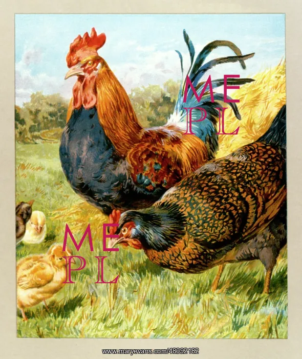  : Cockerel, hen and chicks -- Proud Parents