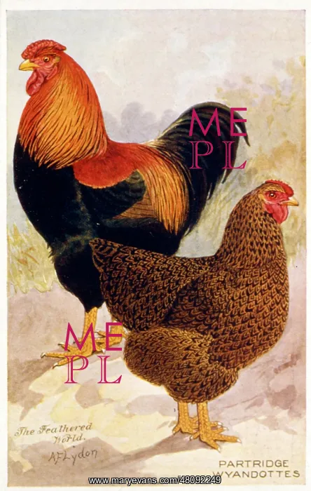 : Cockerel and Hen -- Partridge Wyandottes : Cockerel and Hen -- Partridge Wyandottes