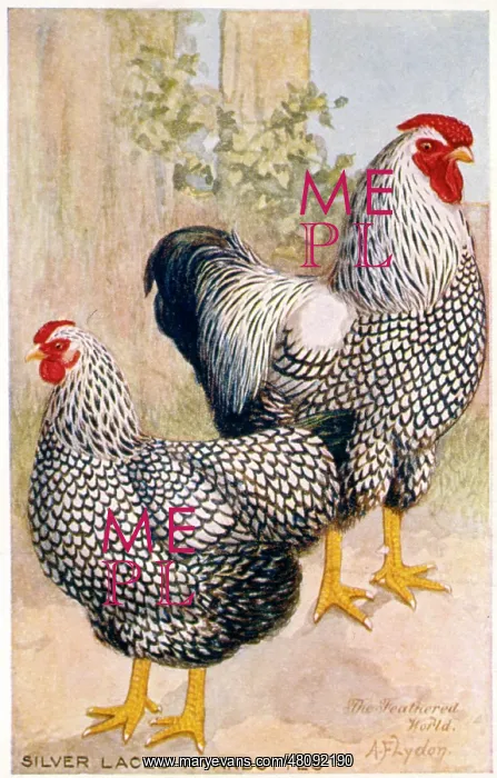 : Cockerel and Hen -- Silver Laced Wyandottes : Cockerel and Hen -- Silver Laced Wyandottes