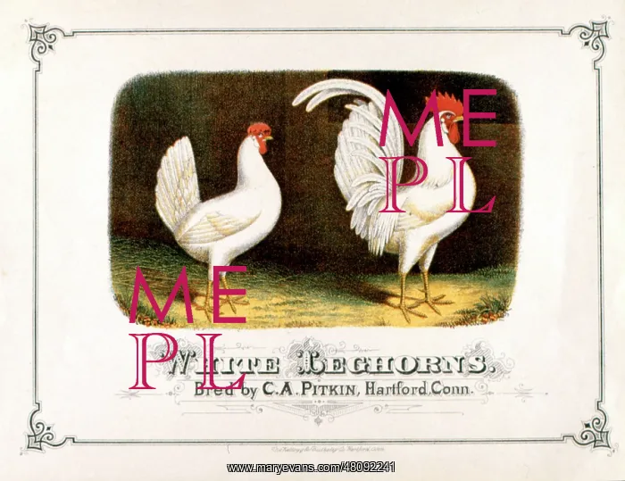 : Cockerel and Hen -- White Leghorns : Cockerel and Hen -- White Leghorns