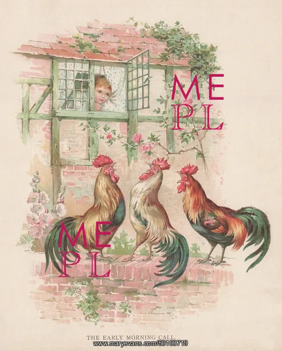 : Cockerels Crowing : Cockerels Crowing