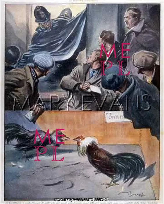 : COCKFIGHT, ENGLAND, 1938 : COCKFIGHT, ENGLAND, 1938