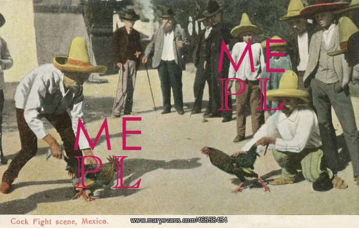  : Cockfighting - Mexico (2 / 2)