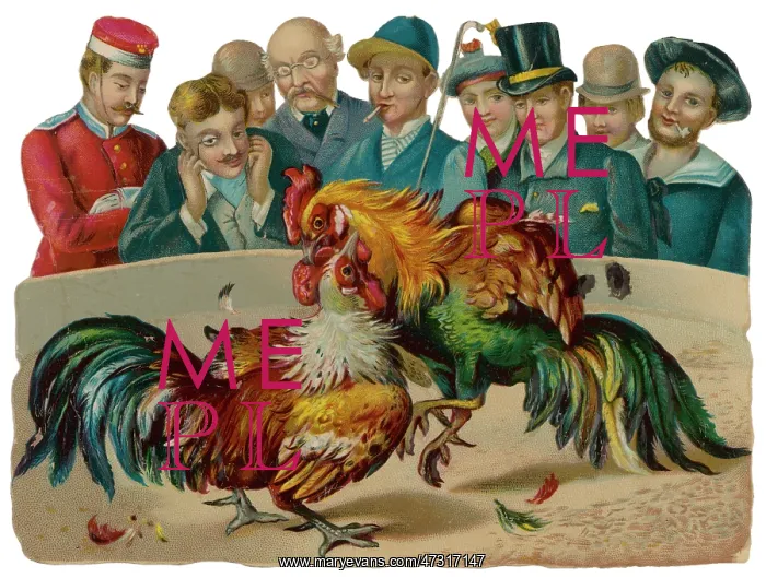 : Cockfighting - Scrap : Cockfighting - Scrap