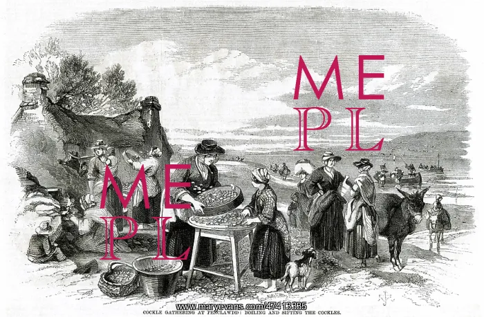 : Cockle gathering at Penclawdd 1857 : Cockle gathering at Penclawdd 1857