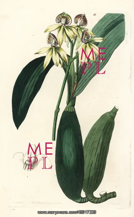 : Cockleshell orchid, Prosthechea cochleata : Cockleshell orchid, Prosthechea cochleata