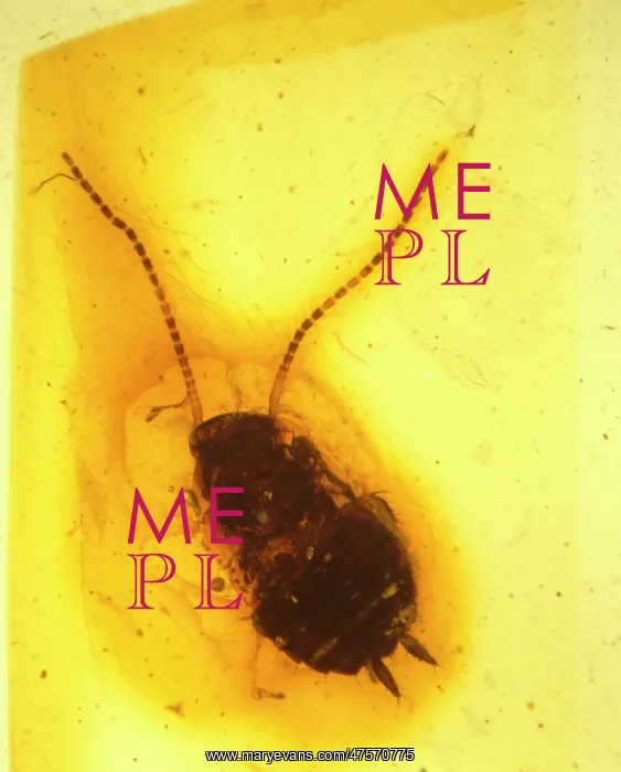 : Cockroach in amber : Cockroach in amber
